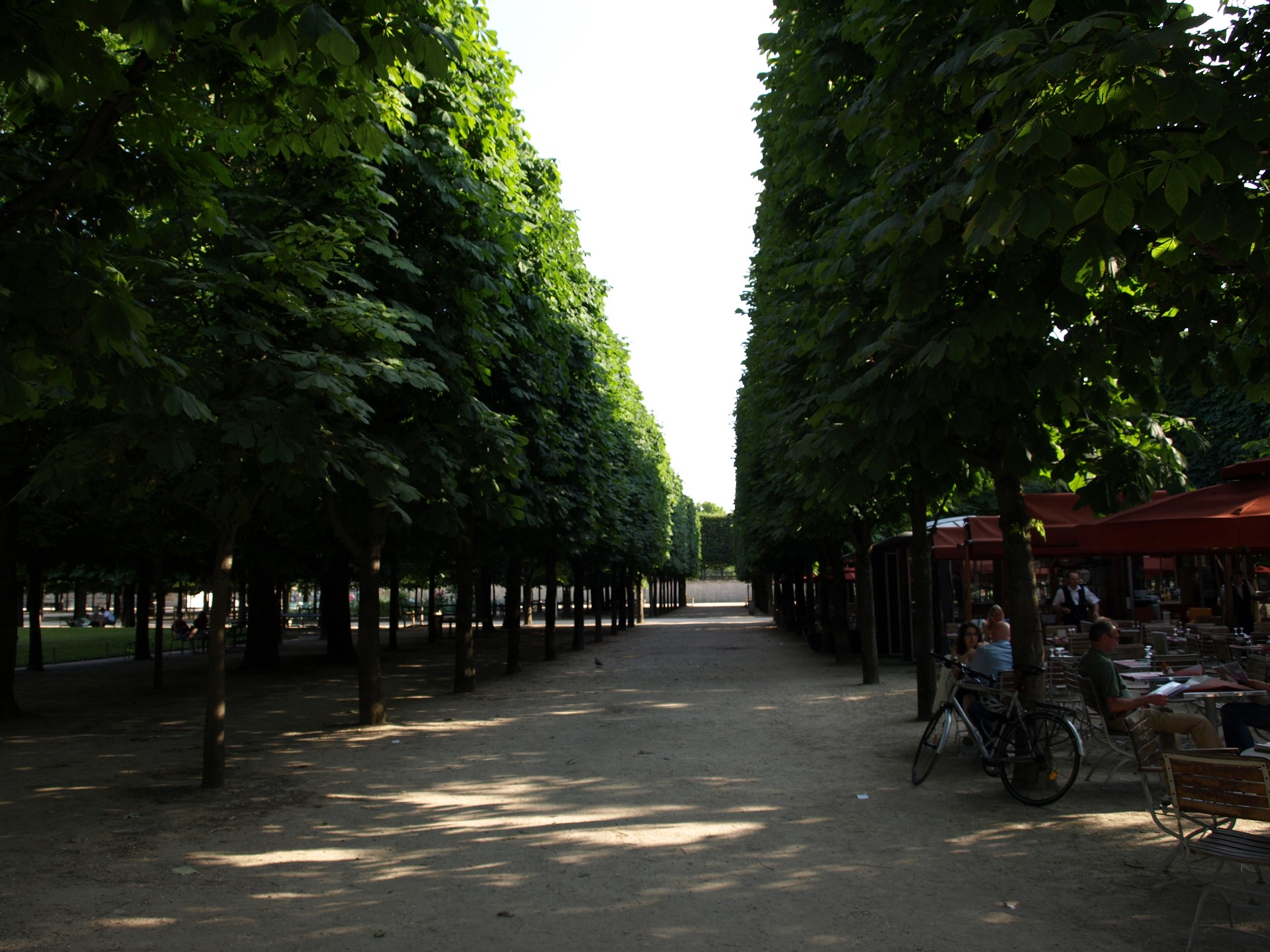 Organized Rows of Trees